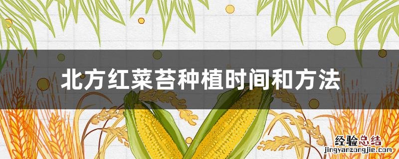 北方菜苔的种植时间与方法 北方红菜苔种植时间和方法