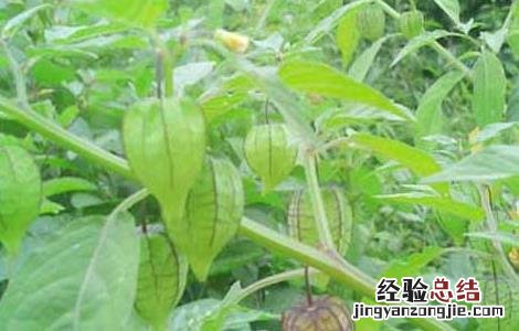 响铃草的功效与作用 耗子响铃草的功效与作用