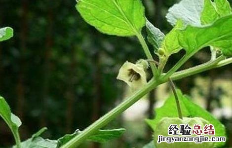 响铃草的功效与作用 耗子响铃草的功效与作用