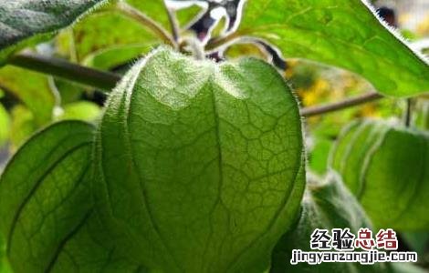 响铃草的功效与作用 耗子响铃草的功效与作用