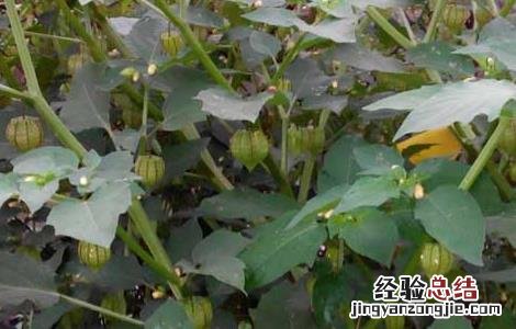响铃草的功效与作用 耗子响铃草的功效与作用