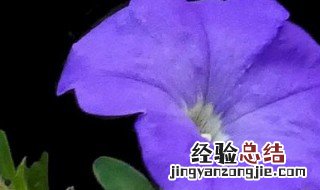 沙子可以种花吗什么花 沙子可以种花吗