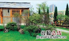 适合种在庭院的树 适合庭院的低矮树种