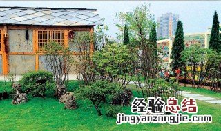 适合种在庭院的树 适合庭院的低矮树种