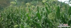 牧草甜高粱亩产量多少吨 牧草甜高粱一亩地多少斤产量