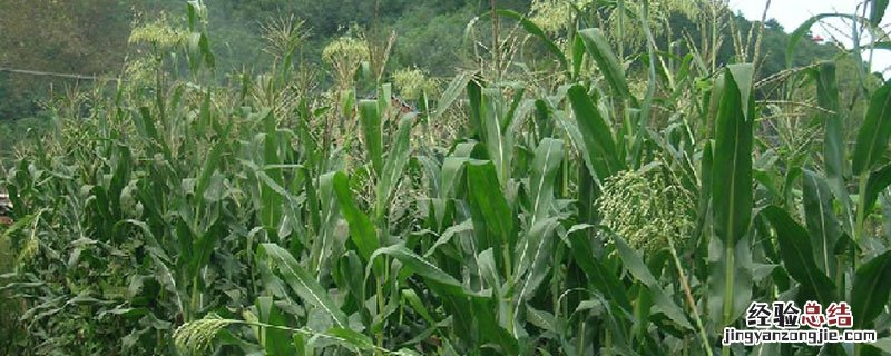 牧草甜高粱亩产量多少吨 牧草甜高粱一亩地多少斤产量