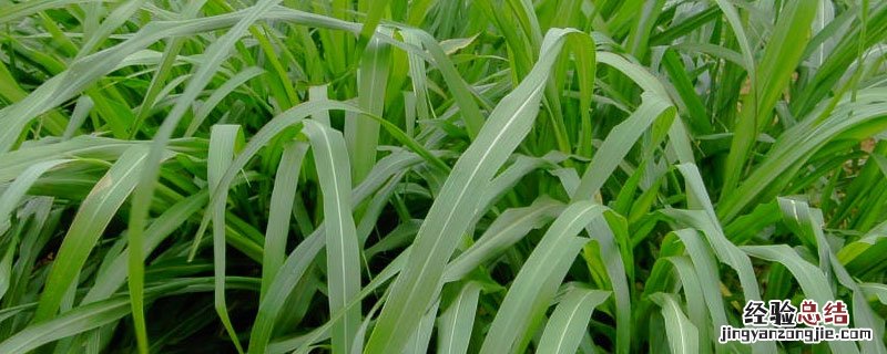 牧草绿洲一号一年可以割几茬 绿洲一号牧草一年可以收割多少次