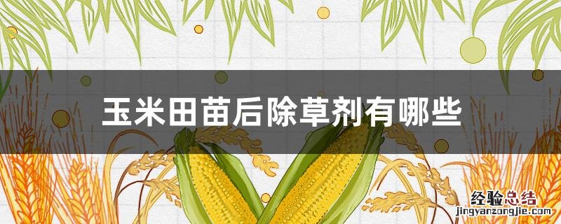 玉米田苗后除草剂有哪些 玉米苗前用什么除草剂