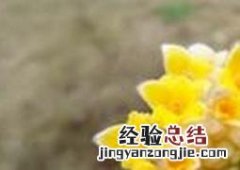 结香花怎么养 结香花怎么养才能开花