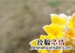 结香花怎么养 结香花怎么养才能开花