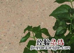 富贵树如何养护和管理 富贵树如何养