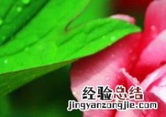 牡丹花的功效与作用及禁忌 牡丹花的功效与作用
