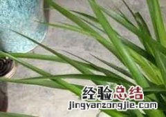 龙须铁如何养 花卉龙须铁的种植方法
