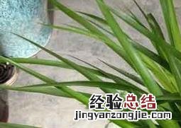 龙须铁如何养 花卉龙须铁的种植方法