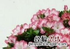 盆栽杜鹃花怎么养 盆栽杜鹃花怎么养好