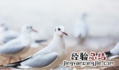 银耳鸽子汤做法 银耳鸽子汤做法大全