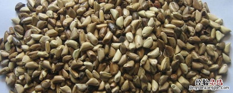 牧草种子去哪里买 牧草玉米种子在哪买