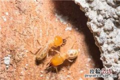 白蚁喜欢甜味易分解的食材对吗? 白蚁喜欢甜味易分解的食材对吗