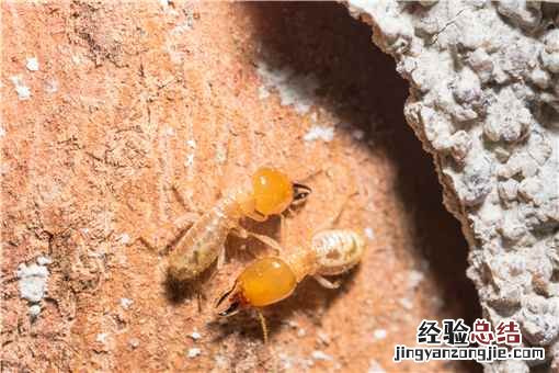 白蚁喜欢甜味易分解的食材对吗? 白蚁喜欢甜味易分解的食材对吗
