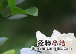 栀子的营养价值及功效作用 栀子的营养价值及功效