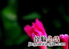 紫茉莉开花后怎么办 茉莉开花后变紫色