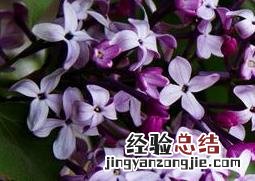 丁香花叶子黄了怎么办 丁香叶子发黄怎么办