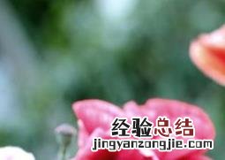 虞美人开花后怎么办 虞美人花多久开花