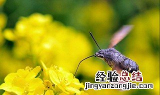 描写春天超美的比喻句 描写春天超美的比喻句和拟人句