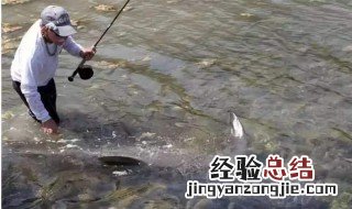 钓隔夜窝要不要补窝