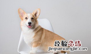 1934年属什么生肖 1936年属什么生肖