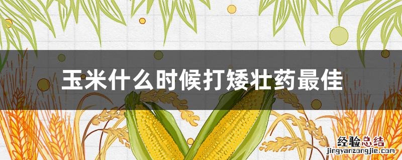 玉米什么时候打矮壮药最佳 玉米打矮壮素的最佳时间