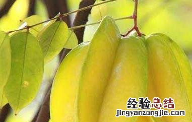 杨桃怎么吃? 杨桃还可以怎么吃
