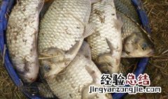 飞盘撒网怎么撒不到鱼 飞盘撒网撒不到鱼是怎么回事