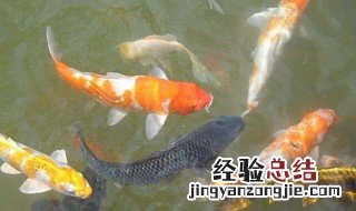 冬季捕鱼的原因 冬季捕鱼的原因是什么