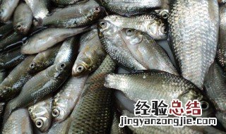 秋季钓鱼技巧野钓鲤鱼口诀 钓鲤鱼口诀