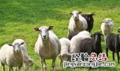 羊粪做叶面肥的配方 羊粪有机肥怎么浇盆栽