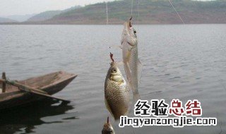路亚活饵泥鳅钓法要用浮瞟 路亚活饵泥鳅钓法