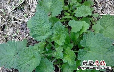 夏至草的功效与作用 夏至草的功效与作用,夏至草的副作用