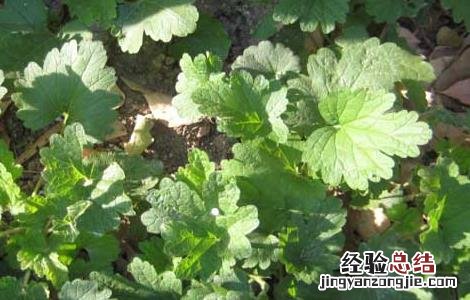 夏至草的功效与作用 夏至草的功效与作用,夏至草的副作用