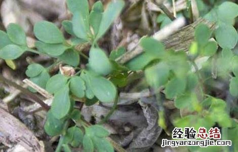 夏天无的功效与作用,夏天无的副作用 夏天无的功效与作用