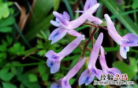 夏天无的功效与作用,夏天无的副作用 夏天无的功效与作用