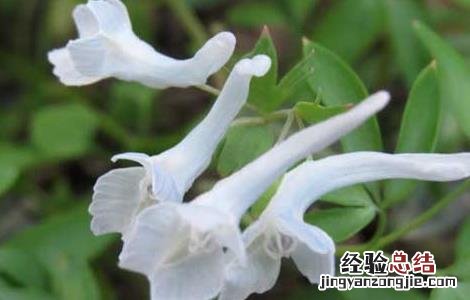 夏天无的功效与作用,夏天无的副作用 夏天无的功效与作用