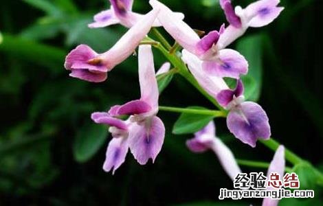 夏天无的功效与作用,夏天无的副作用 夏天无的功效与作用