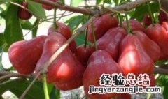 黑金刚莲雾怎么吃 黑金刚莲雾怎么吃视频