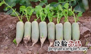 沙窝萝卜黑心了能吃吗 沙窝萝卜黑心是怎么回事