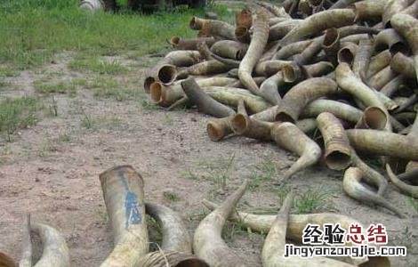 牦牛角的功效与作用