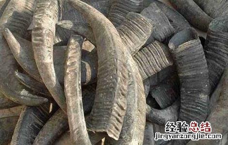 水牛角的功效与作用 水牛角浓缩粉的功效与作用