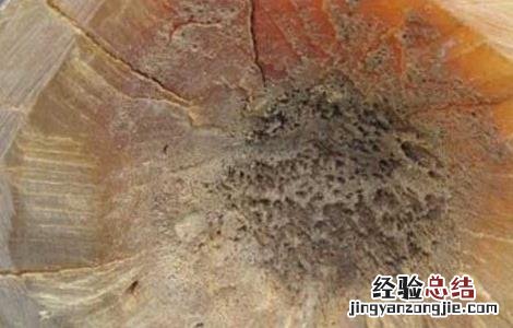 犀牛角的药用价值多少钱一克 犀牛角的药用价值