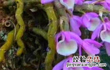 报春石斛花可以食用吗 报春石斛花可以食用吗?