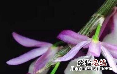 报春石斛花可以食用吗 报春石斛花可以食用吗?